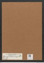 Campylodiscus angularis Greg. (de-Toni-Nr.: Genus 57, Species 2475) Zeichnungen Sammlung Grunow Mappe 02652 (Herbarium_W_Grunow_drawings_Folder_02652)
